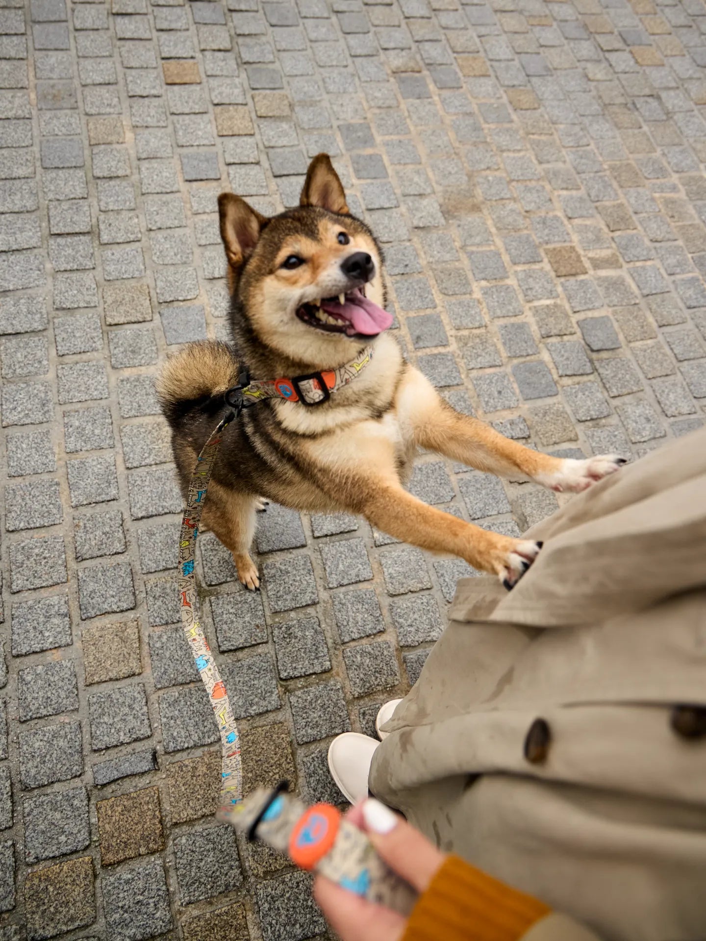 dog-leash-dog-pack-14/14ec546c6d6a372648d7dff4a595a916c7bb855d