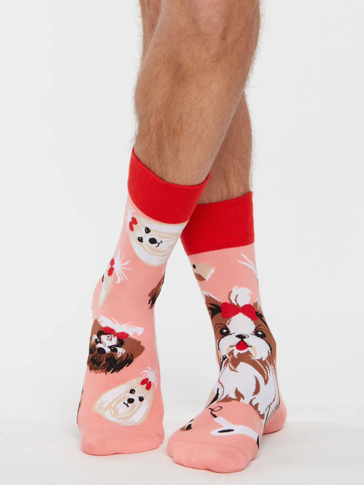 regular-socks-yorkshire-terrier-25/25c81de92703f9183f75096e3b967cc5007c9651