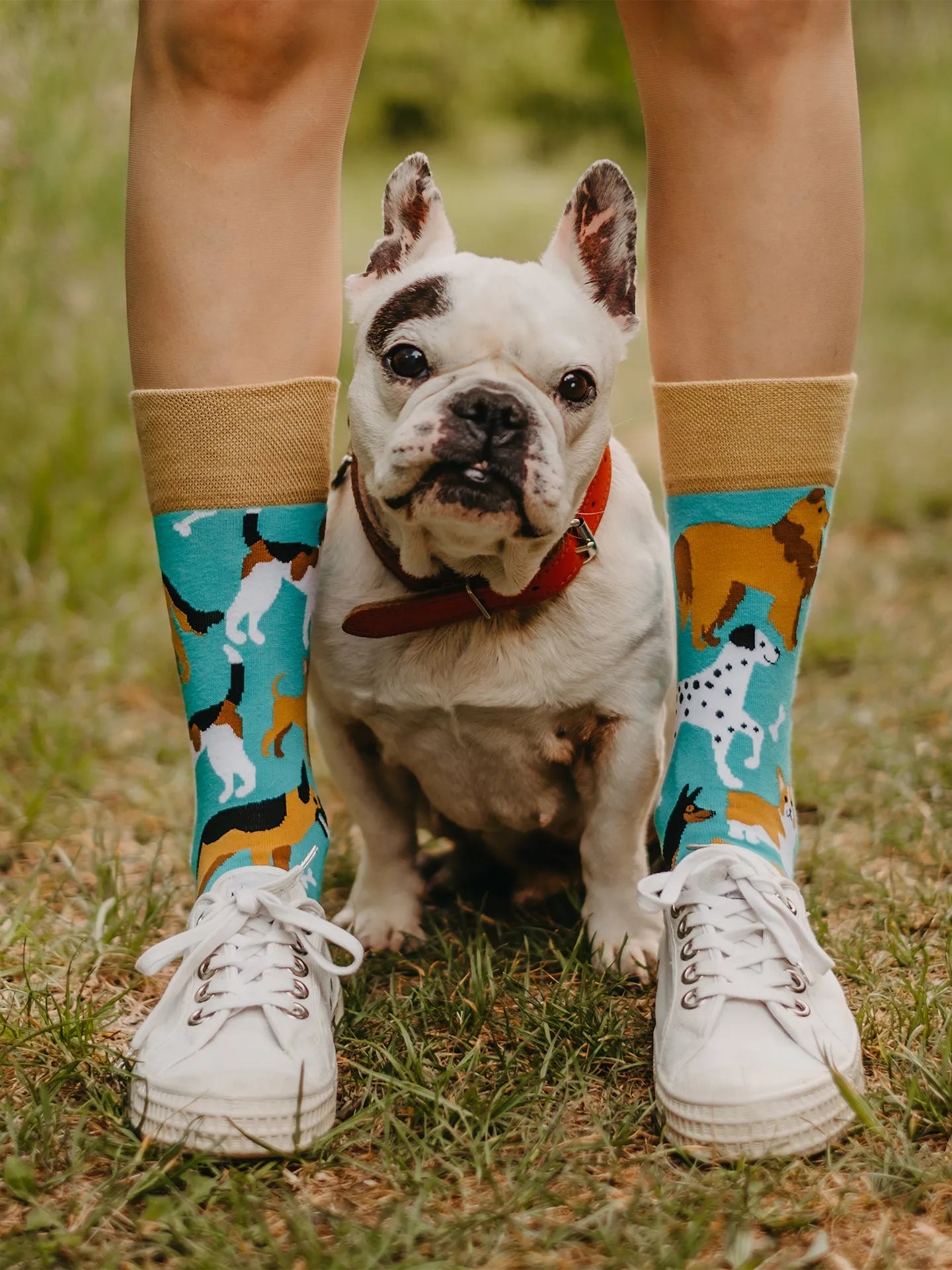 regular-socks-dog-friends-40/4032eefb049551575a7ad60da3e93b2dfc29b804