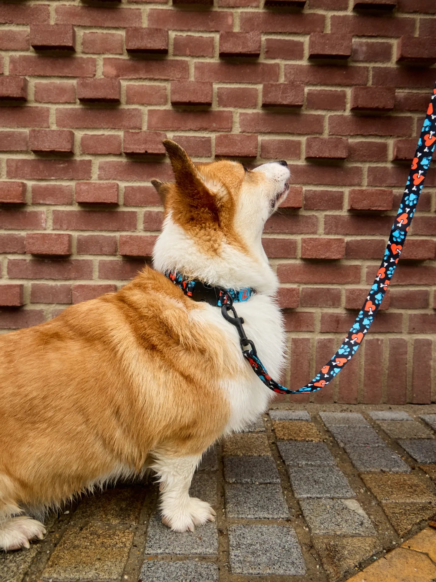 dog-collar-hearts-paws-9b/9bbcfa0f372c01099ae950540b0dc597603d1a98