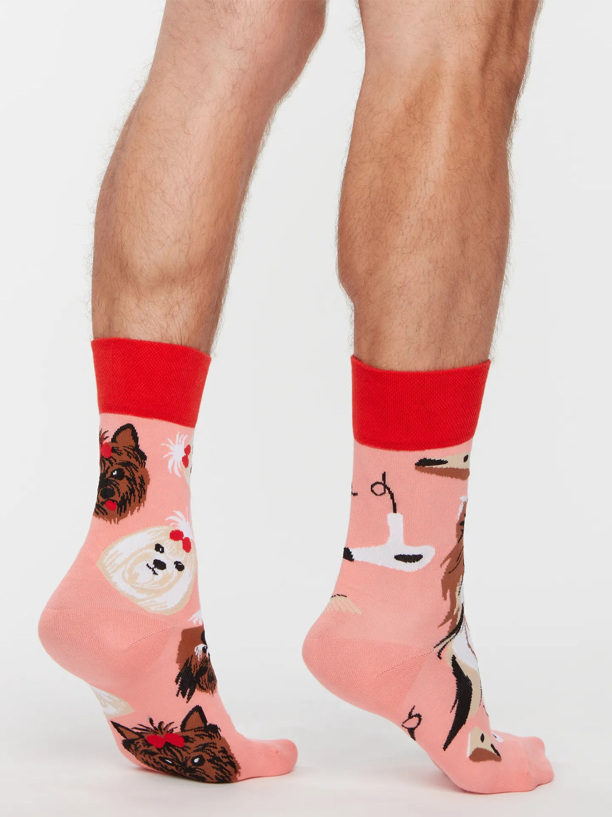 regular-socks-yorkshire-terrier-a5/a5782362e726122de7027dab271b6f7017e0eaaf